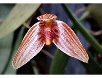 Bulbophyllum tenellum