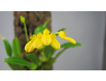 Dendrobium macroleum 'Yellow'