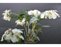 Dendrobium eximum x rhodostictum