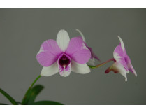 Dendrobium bigibbum compactum 'two tone'