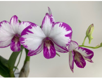 Dendrobium Enobi Purple 'Splash' AM/AOS (2 Rispen)