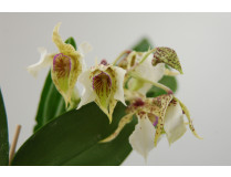 Dendrobium atroviolaceum x eximum
