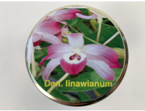 Dendrobium linawianum (im sterilen Glas)