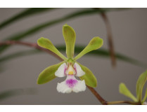 Epidendrum floribundum (1 Stiel)