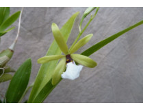 Epidendrum tripunctatum