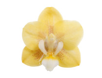 Doritaenopsis Sogo Banana (2-3 Rispen)