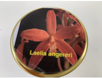 Laelia angereri (steriles Glas)