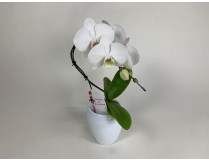 Phalaenopsis Swan 'White' (1 Rispe, inkl. Übertopf)