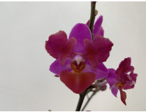 Doritaenopsis Table Mystery 'Peloric' (4+ Rispen)