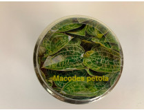 Macodes petola (im sterilen Glas)