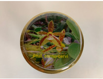 Phalaenopsis cornu-cervi (im sterilen Glas)