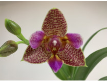 Phalaenopsis Joy Fairy Tale (1 Rispe)