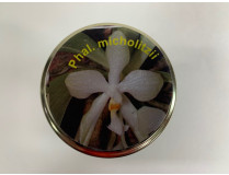 Phalaenopsis micholitzii (im sterilen Glas)