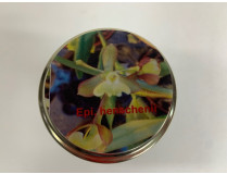 Epidendrum henschenii (im sterilen Glas)