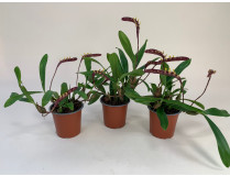 Bulbophyllum falcatum-Sparset  (in Knospe/Blüte)