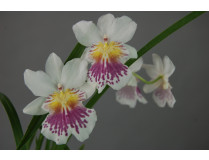 Miltonia phalaenopsis