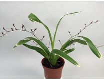 Oncidium Kathrin Zoch 'variegata'
