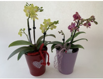 Muttertags-Sortiment (2 Phalaenopsis mit je 2 Rispen inkl. Übertopf)