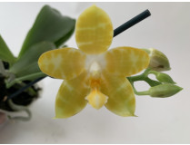 Phalaenopsis Yaphon Gem flava x Yaphon Yellow Bomb