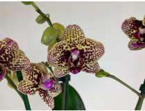 Phalaenopsis Borneo (2 Rispen)