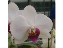 Phalaenopsis Christa Wichmann (3-4 Rispen)
