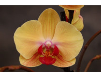 Phalaenopsis Golden Beauty (4 Rispen) 