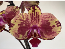 Phalaenopsis Isa (2 Rispen)