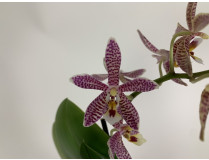 Phalaenopsis stuartiana puntatissima x mannii 'Dark' (2 Rispenansätze)