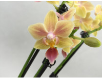 Phalaenopsis Sunny Smell