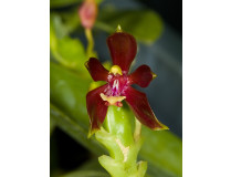 Phalaenopsis cornu-cervi 'chataladae' (Jgpfl.)
