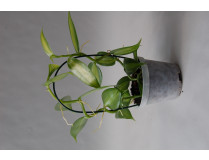 Vanilla planifolia variegata (9 cm) 1