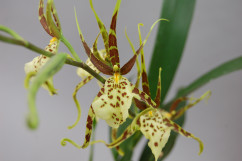 Brassia Eternal Wind 'Summer Dream' (1 Rispe)