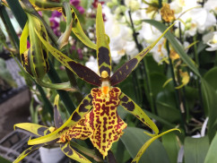 Pflanzschalen - Gefäße Orchideen-Wichmann - Zubehör 
