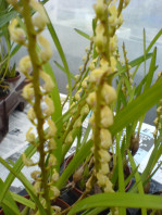 Tillandsia mitlaensis - Orchidées de Großräschen