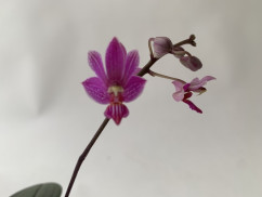 Phalaenopsis San Shia Swan (1-2 Rispen)