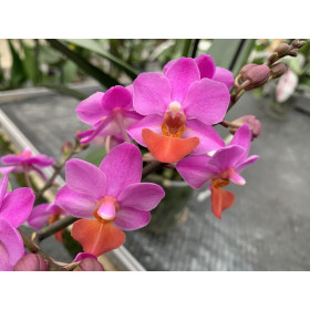 Doritaenopsis Table Mystery (3-4 Rispen)