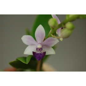 Doritaenopsis Tzy Chiang 'Saphire' (1 Rispe)