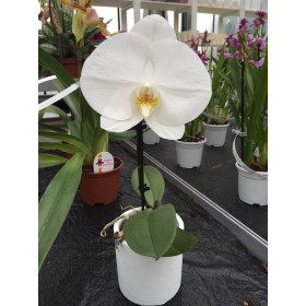 Phalaenopsis Big Singolo 'Tosha' (1 Blüte, inkl. Übertopf)
