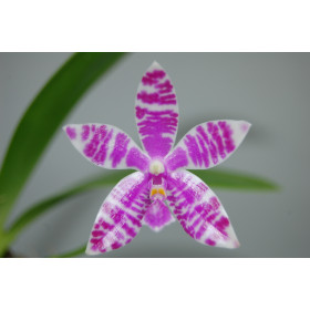 Phalaenopsis lueddemaniana (blühstark, nicht in Knospe/Blüte)