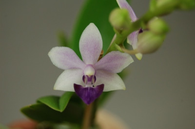 Doritaenopsis Tzy Chiang 'Saphire' (1 Rispe)
