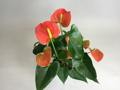 Anthurium Orange Champion (9 cm Topf)