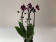 Phalaenopsis New Pearl 'Cascade' (1 Rispe)