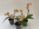 Phalaenopsis Biondoro-Sparset (3 Rispen)