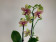 Phalaenopsis Grosseto (3 Rispen)