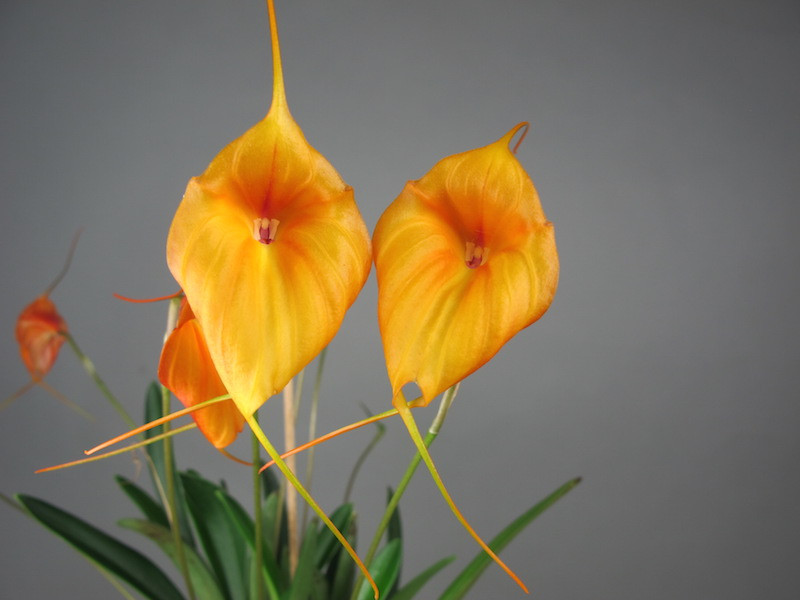 Masdevallia Circe | Orchideen-Wichmann.de - Highest horticultural quality and experience since