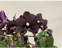 Doritaenopsis Black Beauty (2-3 Rispen)
