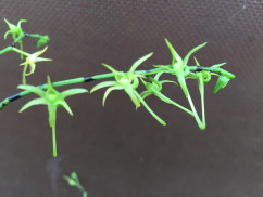 Angraecum calceolus (Jgpfl.)