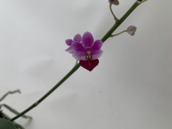 Phalaenopsis (pulcherrima x appendiculata) x Anna Larati Soekardi (1-2 Rispen)