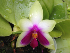 Phalaenopsis bellina (blühstark, nicht in Knospe/Blüte)