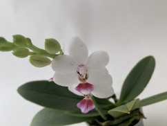 Phalaenopsis Miki mic parishii (1 Rispe)
